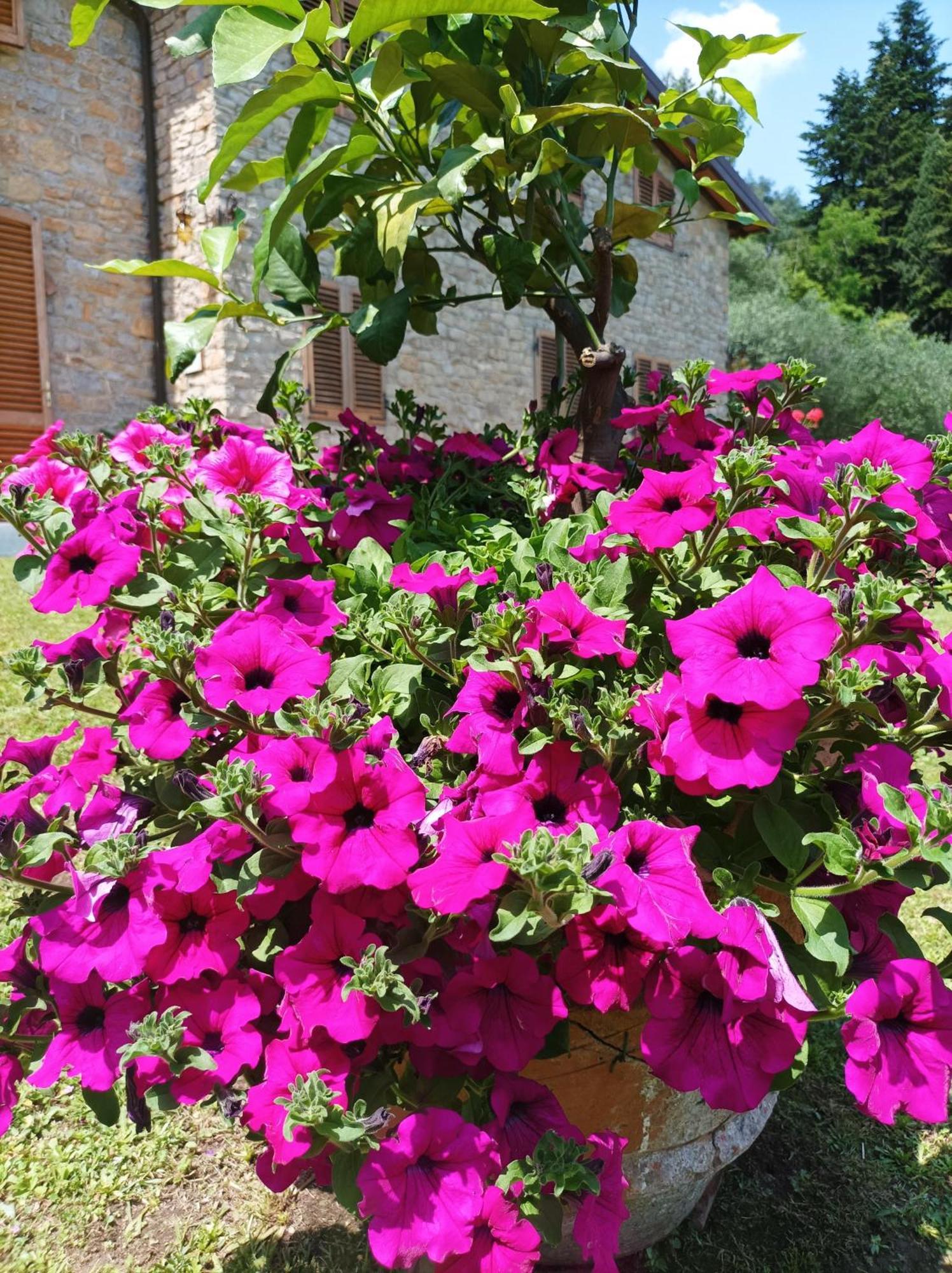 Villa Camelia Tuscany Pescia Extérieur photo